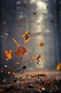 autumn