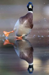 A duck is slipping on the ice