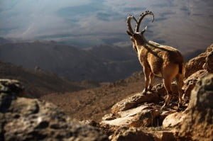 В испанской версии La cabra siempre tira al monte